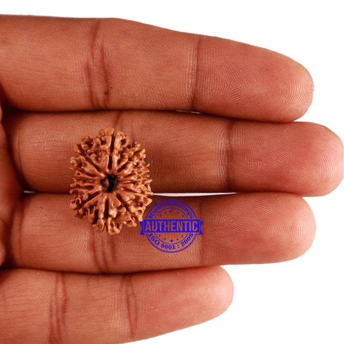 12 Mukhi Nepalese Rudraksha - Bead No 231
