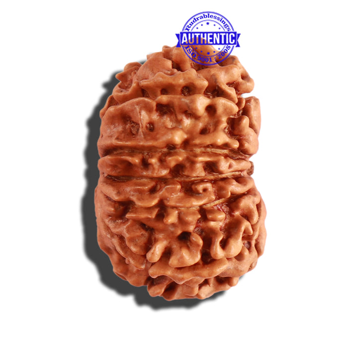 12 Mukhi Nepalese Rudraksha - Bead No 231