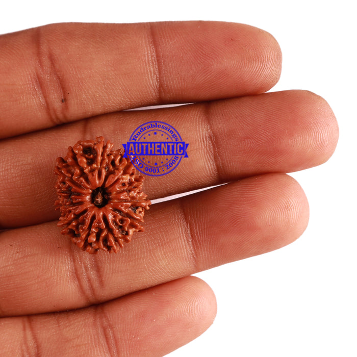 12 Mukhi Nepalese Rudraksha - Bead No 232