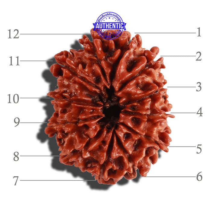 12 Mukhi Nepalese Rudraksha - Bead No 232