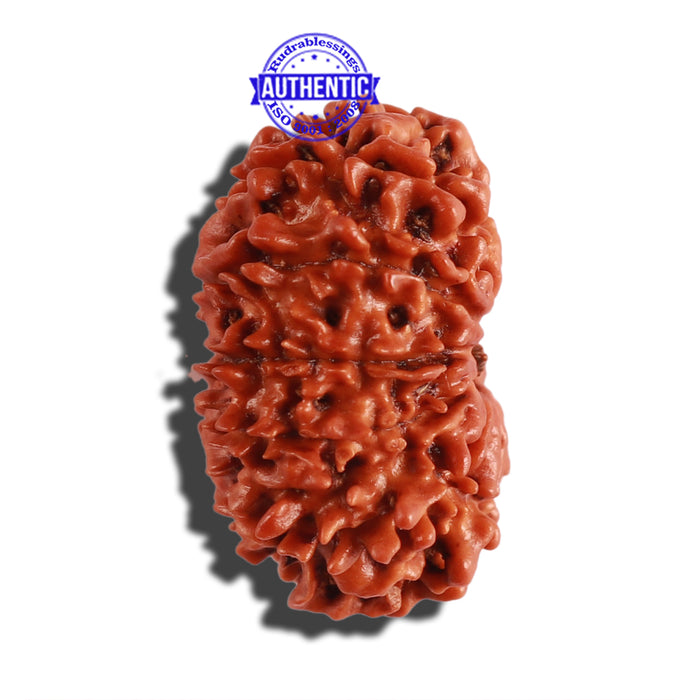 12 Mukhi Nepalese Rudraksha - Bead No 232