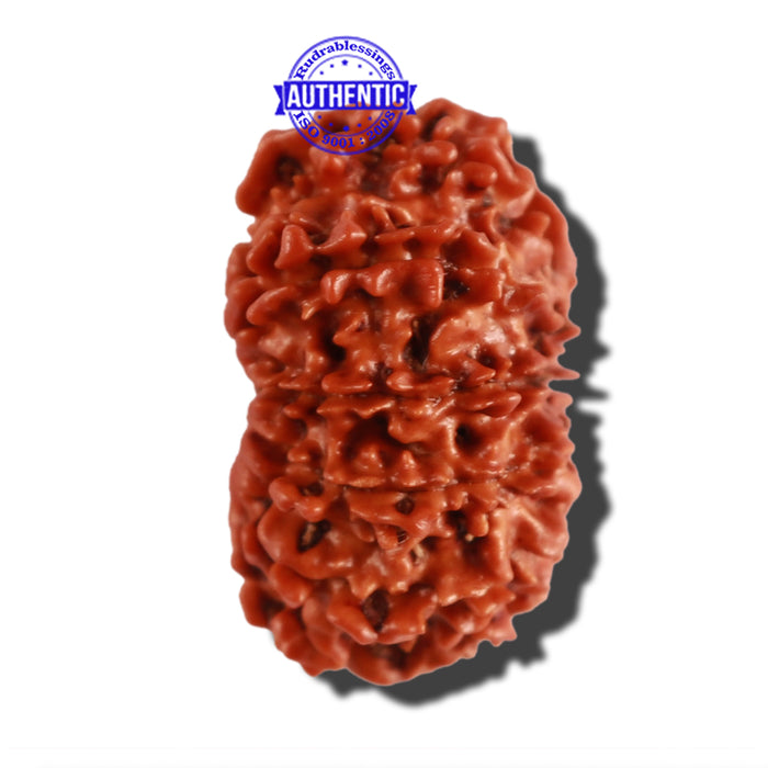 12 Mukhi Nepalese Rudraksha - Bead No 232