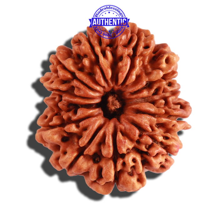 12 Mukhi Nepalese Rudraksha - Bead No 233