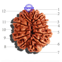 Load image into Gallery viewer, 12 Mukhi Nepalese Rudraksha - Bead No 233

