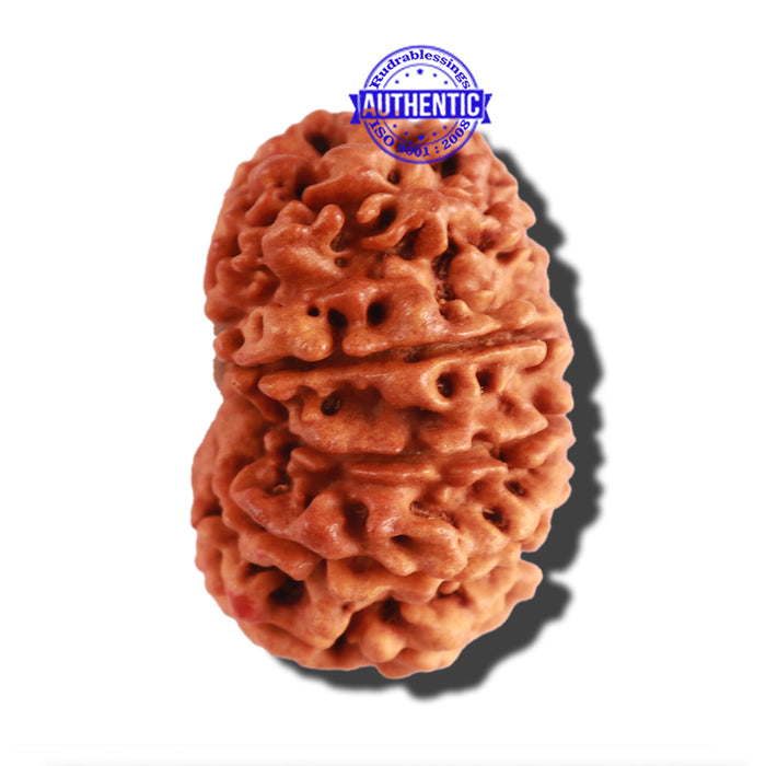 12 Mukhi Nepalese Rudraksha - Bead No 233
