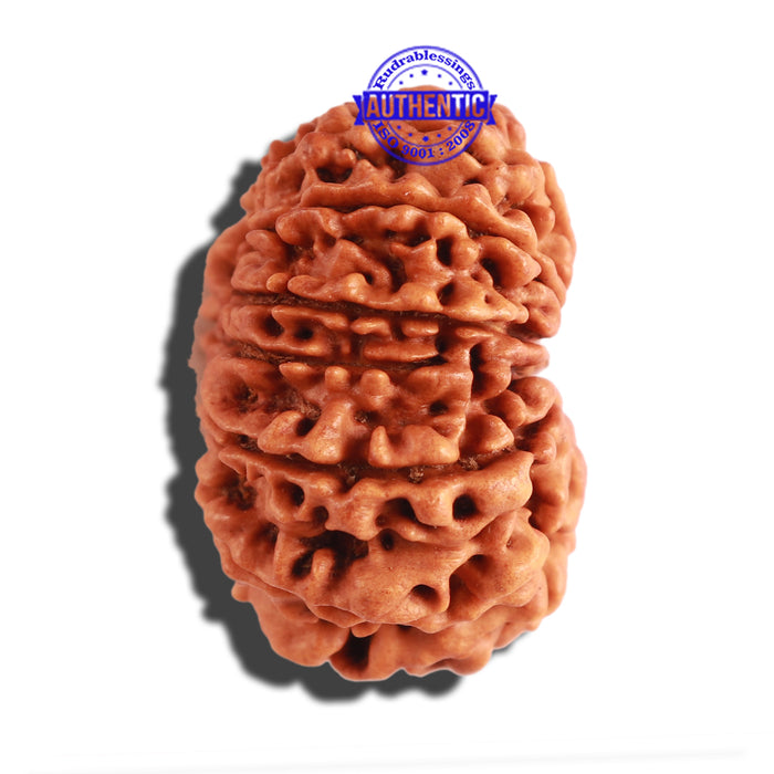 12 Mukhi Nepalese Rudraksha - Bead No 233