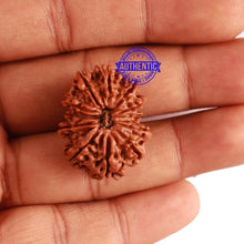 Load image into Gallery viewer, 12 Mukhi Nepalese Rudraksha - Bead No 234
