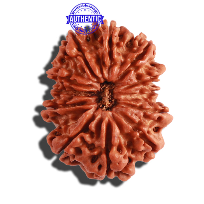 12 Mukhi Nepalese Rudraksha - Bead No 234