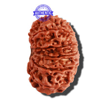 Load image into Gallery viewer, 12 Mukhi Nepalese Rudraksha - Bead No 234
