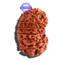Load image into Gallery viewer, 12 Mukhi Nepalese Rudraksha - Bead No 234
