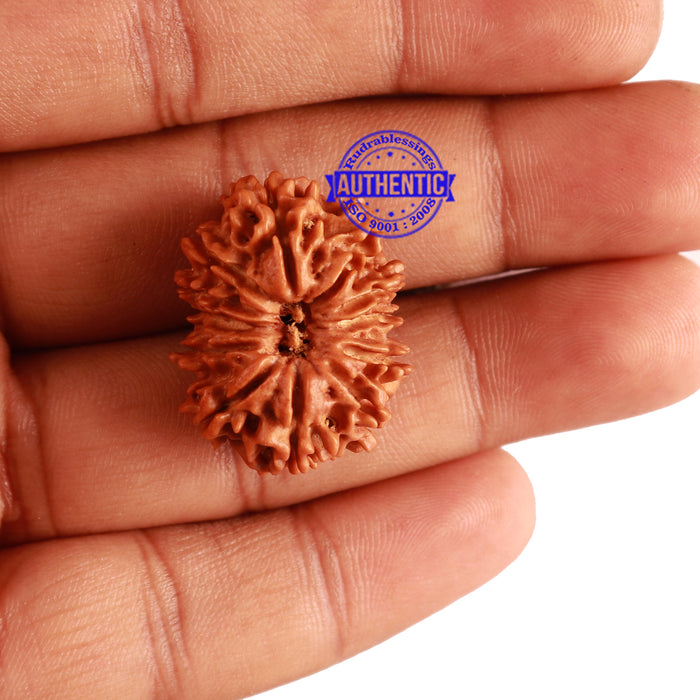 12 Mukhi Nepalese Rudraksha - Bead No 235