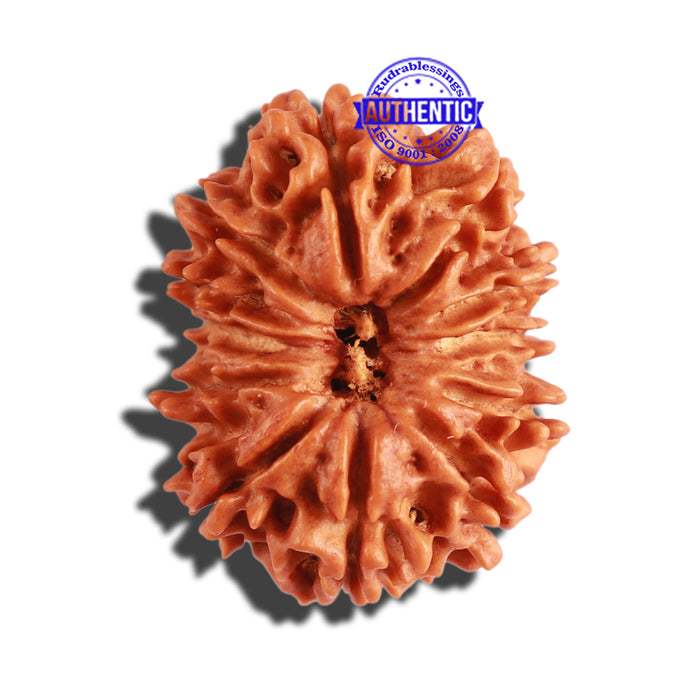 12 Mukhi Nepalese Rudraksha - Bead No 235