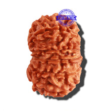 Load image into Gallery viewer, 12 Mukhi Nepalese Rudraksha - Bead No 235
