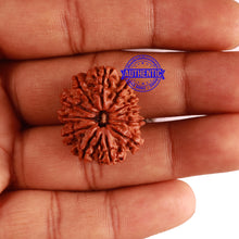 Load image into Gallery viewer, 12 Mukhi Nepalese Rudraksha - Bead No 236
