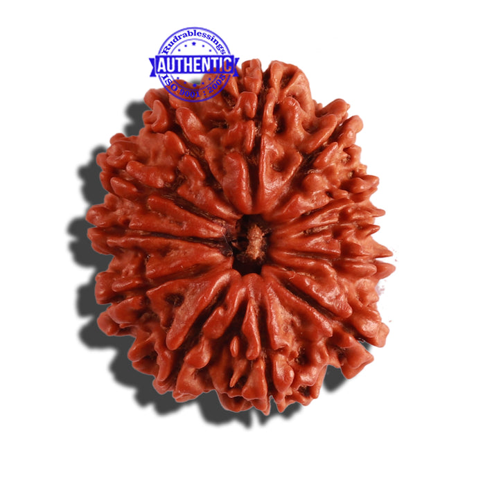 12 Mukhi Nepalese Rudraksha - Bead No 236