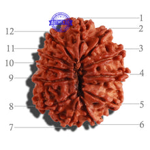 Load image into Gallery viewer, 12 Mukhi Nepalese Rudraksha - Bead No 236
