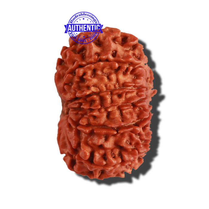 12 Mukhi Nepalese Rudraksha - Bead No 236