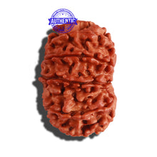 Load image into Gallery viewer, 12 Mukhi Nepalese Rudraksha - Bead No 236
