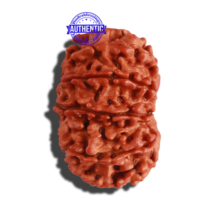 12 Mukhi Nepalese Rudraksha - Bead No 236
