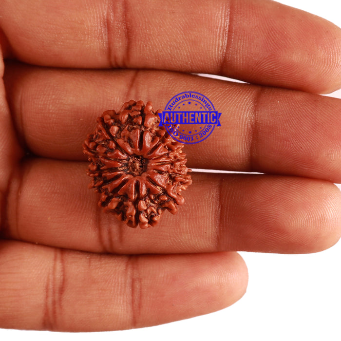 12 Mukhi Nepalese Rudraksha - Bead No 237