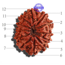 Load image into Gallery viewer, 12 Mukhi Nepalese Rudraksha - Bead No 237
