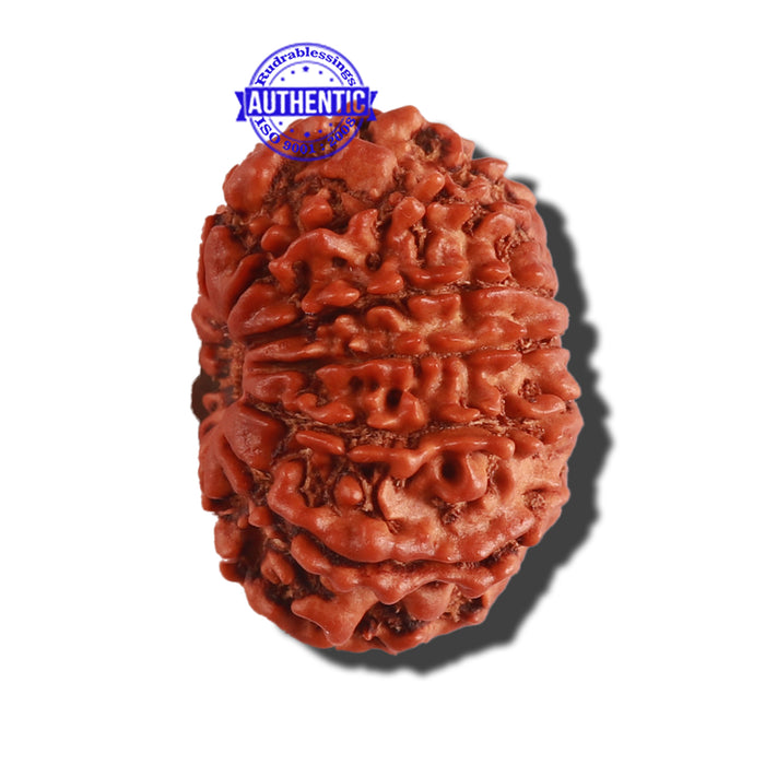 12 Mukhi Nepalese Rudraksha - Bead No 237