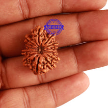 Load image into Gallery viewer, 12 Mukhi Nepalese Rudraksha - Bead No 238

