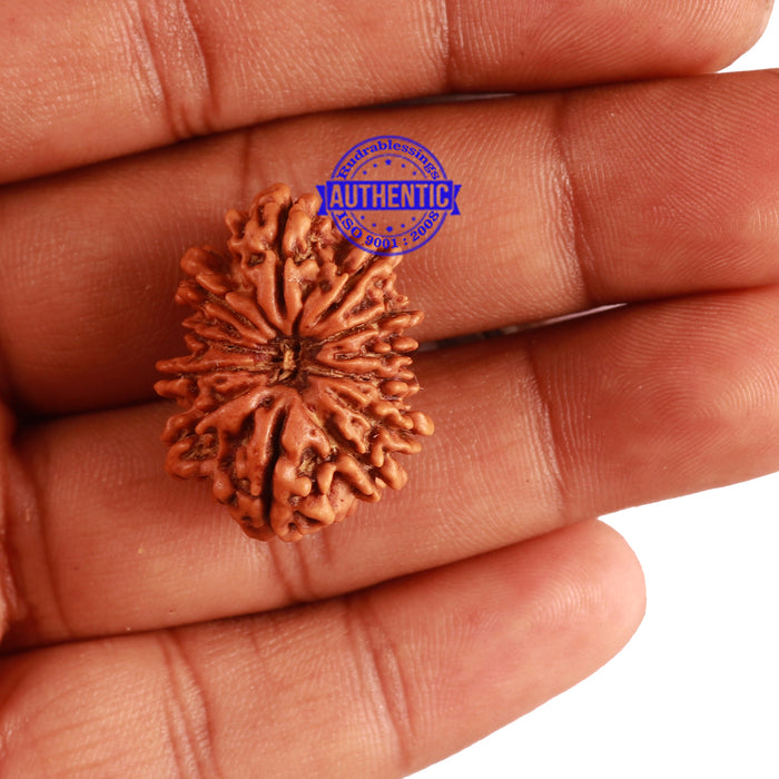 12 Mukhi Nepalese Rudraksha - Bead No 238