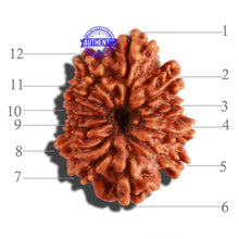 Load image into Gallery viewer, 12 Mukhi Nepalese Rudraksha - Bead No 238
