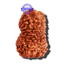 Load image into Gallery viewer, 12 Mukhi Nepalese Rudraksha - Bead No 238
