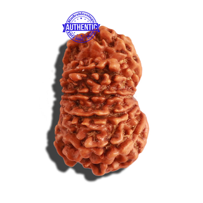 12 Mukhi Nepalese Rudraksha - Bead No 238