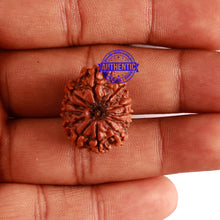 Load image into Gallery viewer, 12 Mukhi Nepalese Rudraksha - Bead No 239
