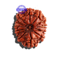 Load image into Gallery viewer, 12 Mukhi Nepalese Rudraksha - Bead No 239
