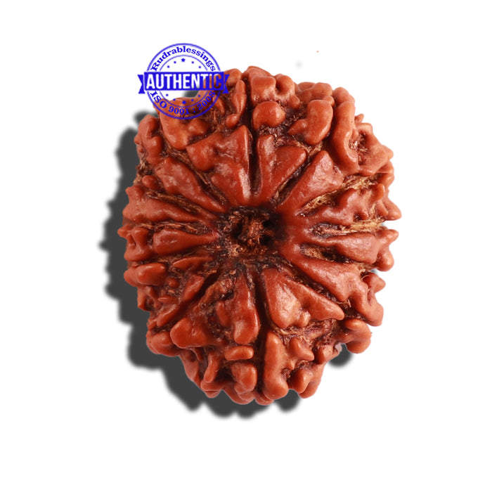12 Mukhi Nepalese Rudraksha - Bead No 239