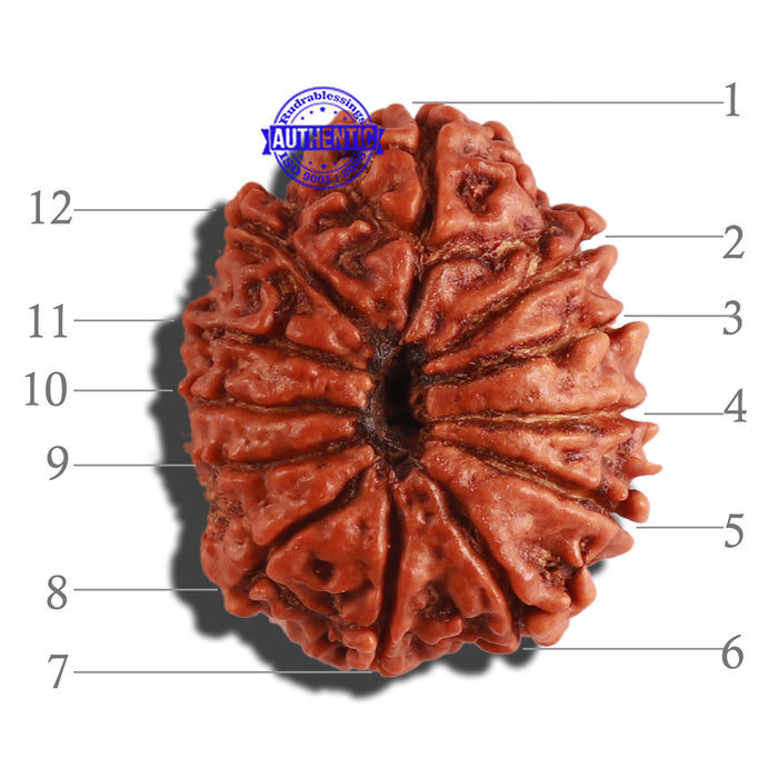 12 Mukhi Nepalese Rudraksha - Bead No 239