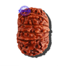 Load image into Gallery viewer, 12 Mukhi Nepalese Rudraksha - Bead No 239
