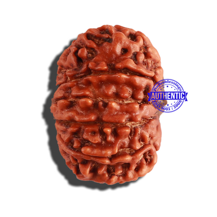 12 Mukhi Nepalese Rudraksha - Bead No 239