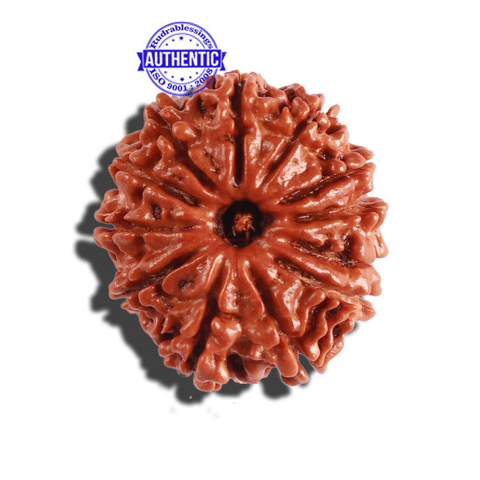 12 Mukhi Nepalese Rudraksha - Bead No 240