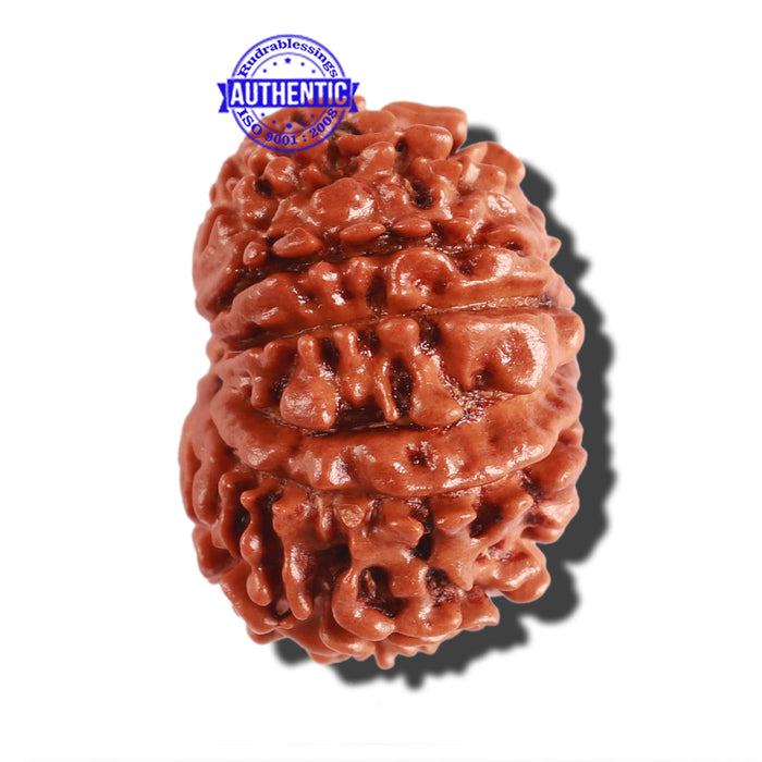 12 Mukhi Nepalese Rudraksha - Bead No 240