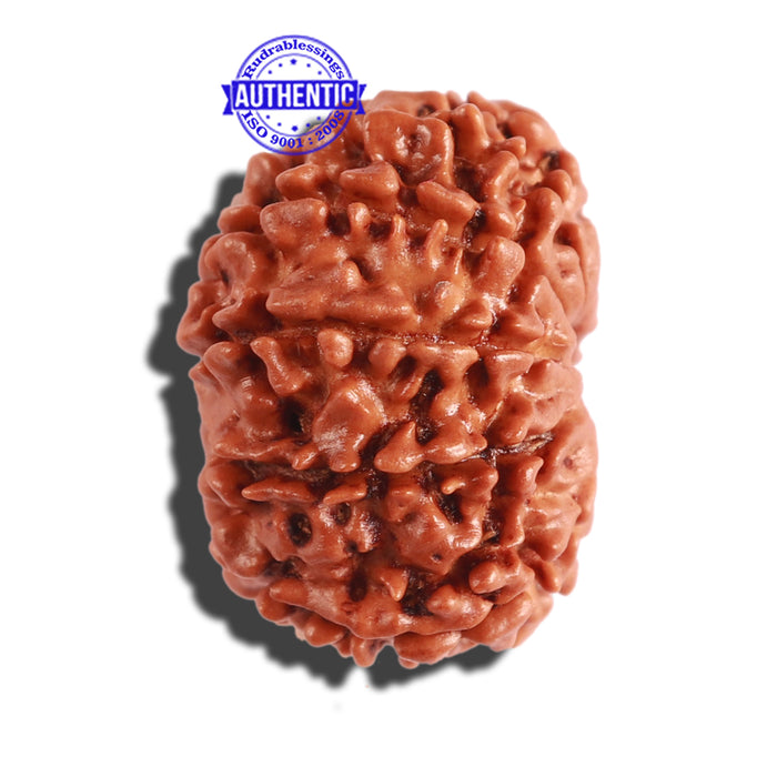 12 Mukhi Nepalese Rudraksha - Bead No 240