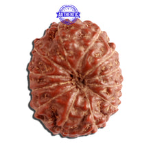 Load image into Gallery viewer, 12 Mukhi Indonesian Rudraksha - Bead No. 241
