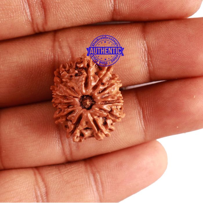 12 Mukhi Nepalese Rudraksha - Bead No 241