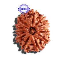 Load image into Gallery viewer, 12 Mukhi Nepalese Rudraksha - Bead No 241
