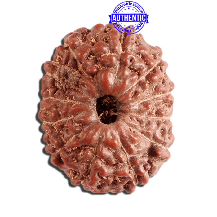 12 Mukhi Indonesian Rudraksha - Bead No. 241