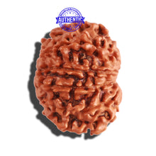 Load image into Gallery viewer, 12 Mukhi Nepalese Rudraksha - Bead No 241
