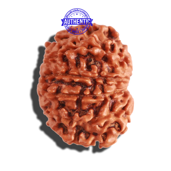 12 Mukhi Nepalese Rudraksha - Bead No 241