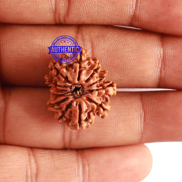 12 Mukhi Nepalese Rudraksha - Bead No 242