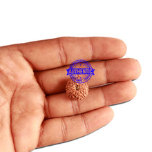 Load image into Gallery viewer, 12 Mukhi Indonesian Rudraksha - Bead No. 242
