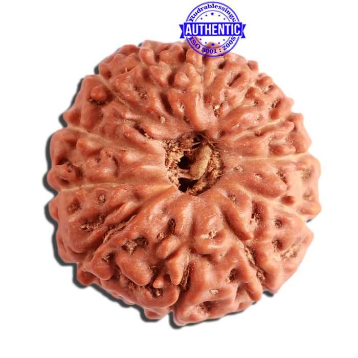 12 Mukhi Indonesian Rudraksha - Bead No. 242