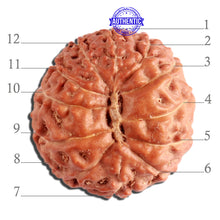Load image into Gallery viewer, 12 Mukhi Indonesian Rudraksha - Bead No. 242
